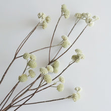 画像をギャラリービューアに読み込む, ミツマタ ドライフラワー