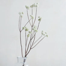 画像をギャラリービューアに読み込む, ミツマタ ドライフラワー