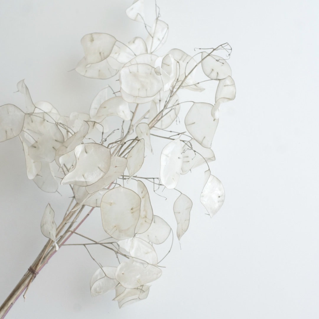 ルナリアドライフラワー20cm10本 ルナリア ドライフラワー – 枯淡苑