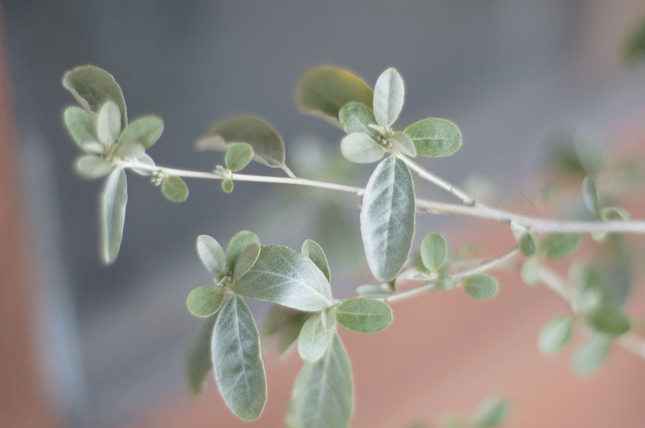 「ケアを聴く」という棚・カテゴリを新設します